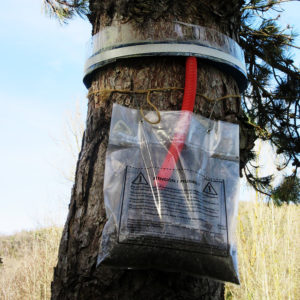 Un piège à chenille processionnaires